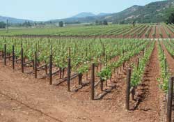 Die Landschaft im Napa Valley